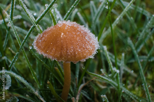 Close-up of a Frosted wild mushroom found on a meadow in the beggining of the winter, scientific name Galerina vittiformis photo