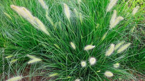 Chinese pennisetum in the park photo