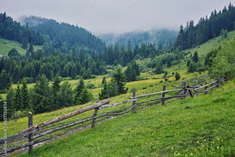 Foggy forest at sunrise in the Carpathian mountains.