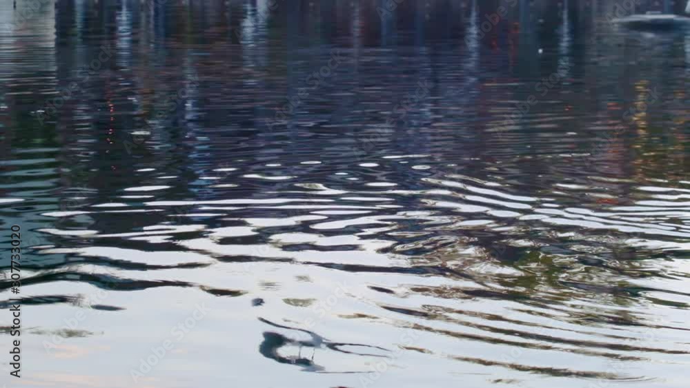 Seagulls catches food. Flying on water surface. ProRes 10 Bit mov. Seagulls catches food. Flying on water surface. ProRes 10 Bit mov.