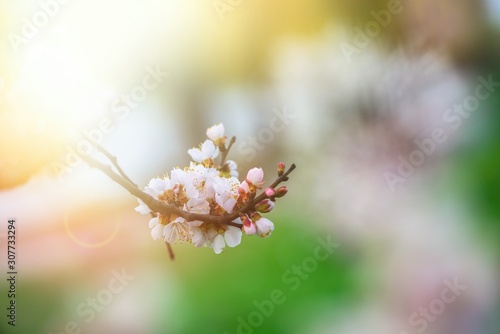 Nice white apricot spring flowers branch on green background nature