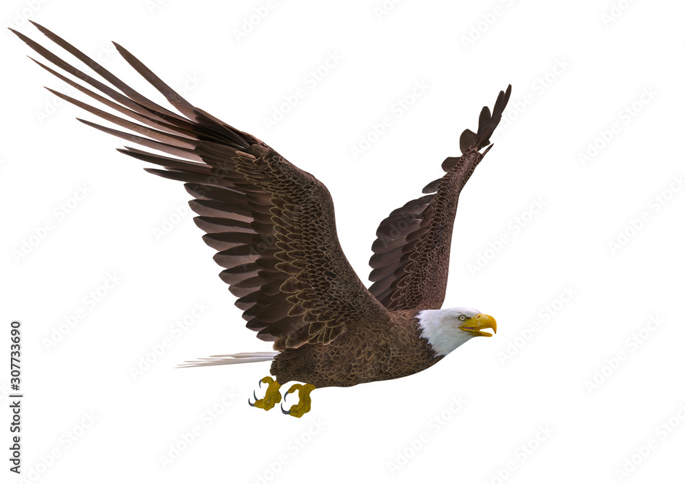 Obraz premium bald eagle hunting on white background