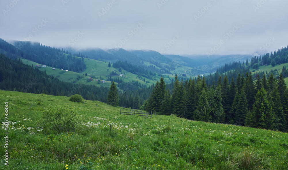 Fototapeta premium forested rolling hill on a cloudy day. lovely nature scenery of mountainous countryside.