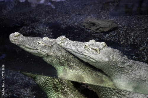 Two crocodiles lying in water