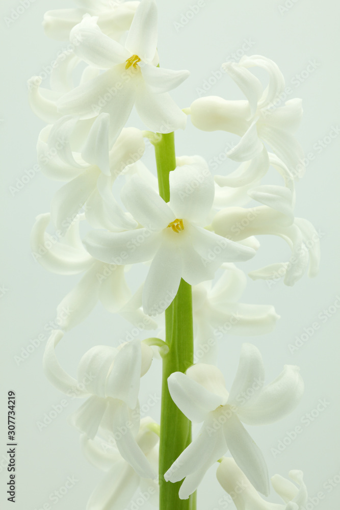 Obraz premium macro view of white hyacinth in white background
