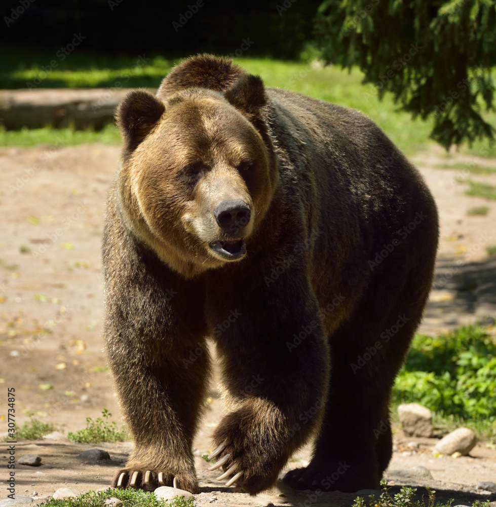 Mature Mainland Grizzly bear subspecies of brown bear walking on path Mature Mainland Grizzly bear subspecies of brown bear walking on path