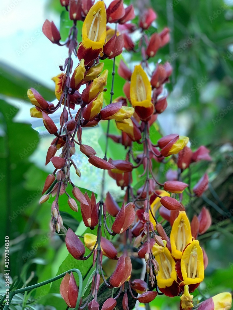 Obraz premium flowers in garden