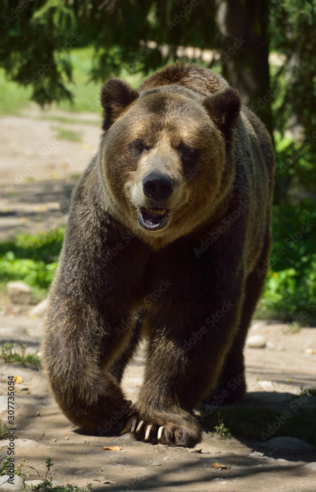 Fototapeta premium Head on view of Mainland Grizzly bear subspecies of brown bear walking on path