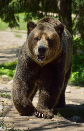 Head on view of Mainland Grizzly bear subspecies of brown bear walking on path