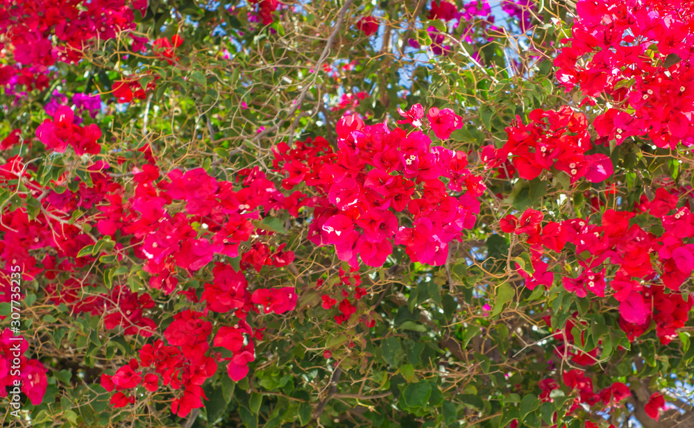 Pink, magenta bougainvillea bush full of flowers - typical plant of exotic places and greek, spanish islands.