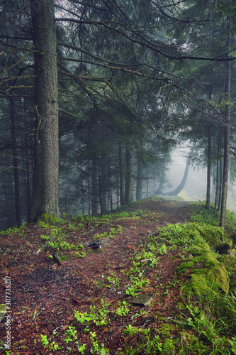 thick morning fog in the summer forest. thick morning fog in the forest at pond. Morning landscape in summer thick fog. dense fog in the morning. early morning. forest hiding in the fog.