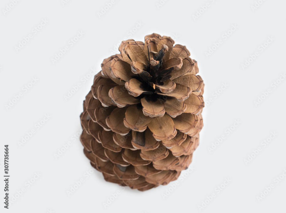 Big cone isolated on grey background. Christmas mood. Big cone isolated on grey background. Christmas mood.