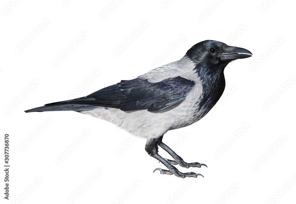 Obraz wrona kapturowa (Corvus cornix) na białym tle