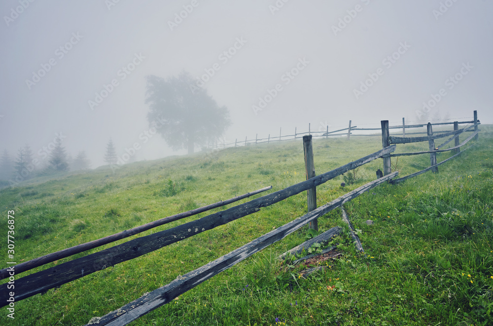 Tree in the meadow in the mist