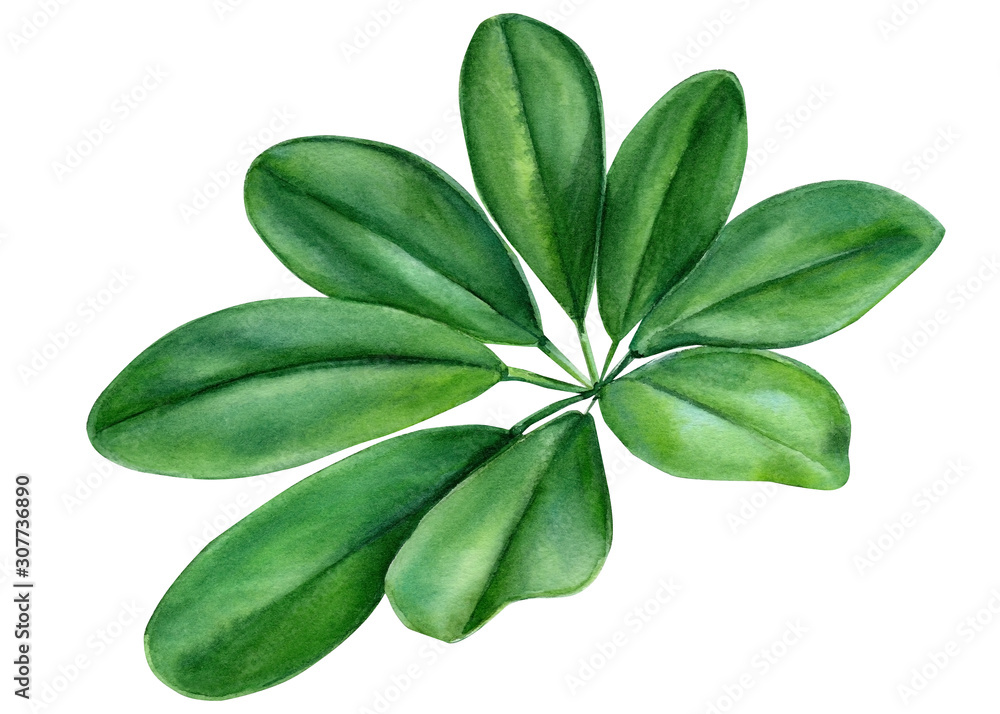 tropical plants, green leaves on an isolated white background, watercolor illustration, botanical painting tropical plants, green leaves on an isolated white background, watercolor illustration, botanical painting