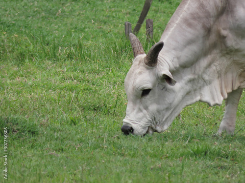 Nelore ox eating grass. This animal is characteristic white