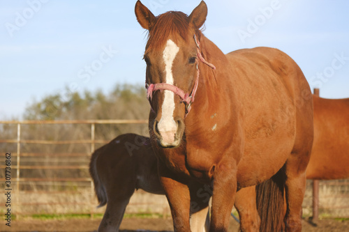 Chestnut broodmare with colt foal nursing on farm  horse breeding concept.