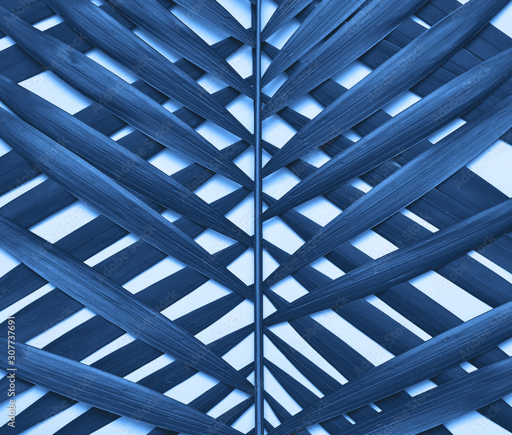 Palm tree leave in trendy blue color. Palm tree leave in trendy blue color.