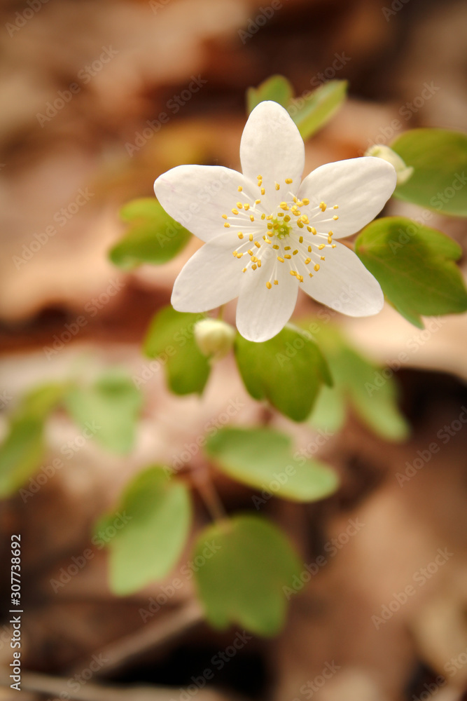 Single Rue Anemone Blossom in Early Spring