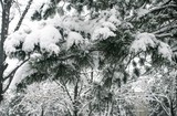 Winter fir covered with snow in nature.