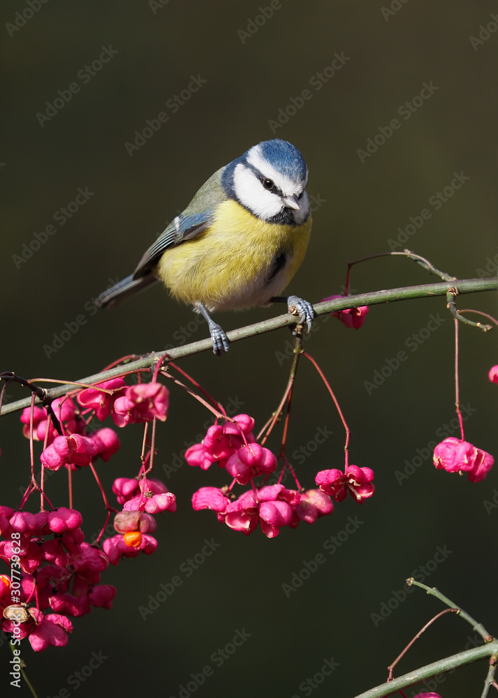 Fototapeta premium Blue tit, Cyanistes caeruleus