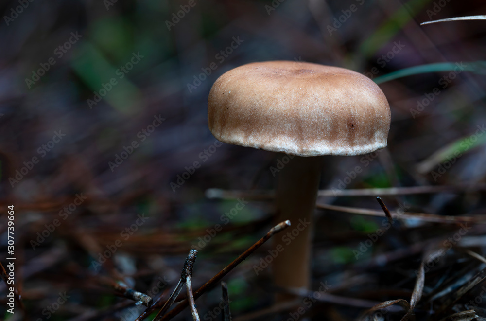Close up of a small mushroom. Prepared with stacking focus close up. Nature picture suitable for background. Close up of a small mushroom. Prepared with stacking focus close up. Nature picture suitable for background.