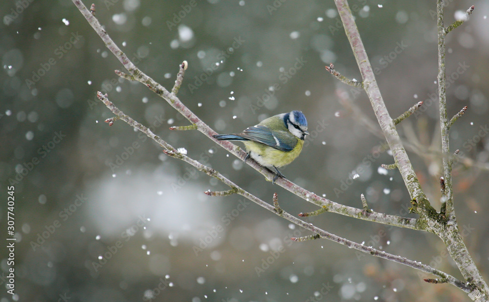 Naklejka premium Blaumeise (Cyanistes caeruleus) im Schnee auf Baum sitzend, Brandenburg