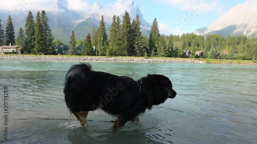 A big black and brown dog is happy walking in a mountain lake and drinking the fresh water to cool down. The clip is in slow motion 