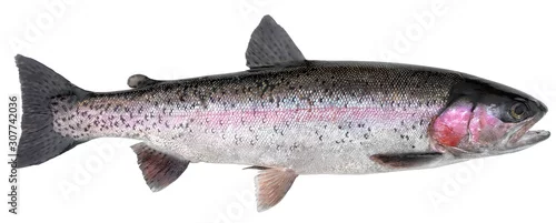 Panel kuchenny z motywem Freshwater fish isolated on white background closeup. The  rainbow trout or the steelhead  is a  fish in the family salmonid, type species: Oncorhynchus mykiss.