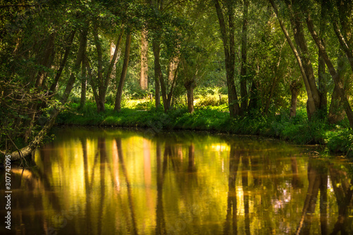 Nettetal  Germany - River Nette in a Forest with Tree Reflections at Sunset. Beautiful River  Peace and Silence in the Forest