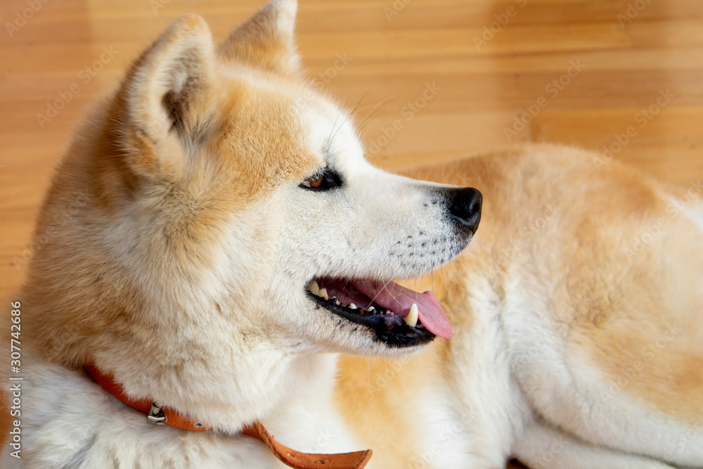 Dog profile close up. Akita inu portrait.