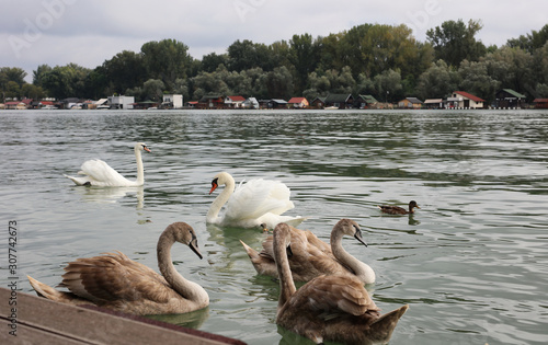 Swans and Houses Floating on water ,Sava river , Serbia.