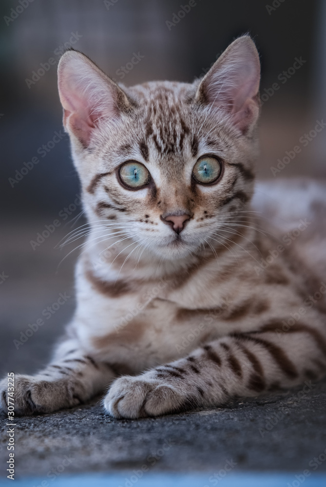 Stockfoto Mink Snow Bengal Kitten Adobe Stock