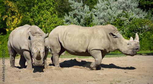 Two female Southern White Rhinoceros standing side by side fending off a male Rhino
