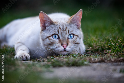 White Bengal in Grass