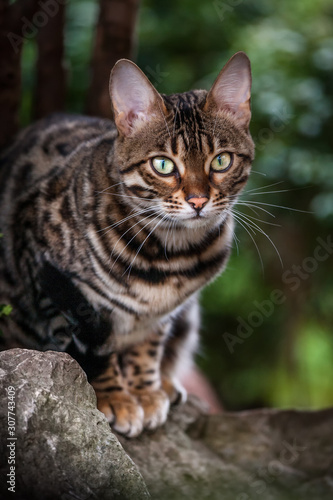 Bengal Cat Outdoor © Andreas Krappweis