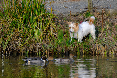 pet dog and duck