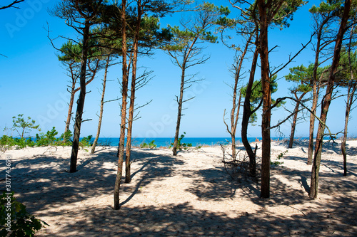 Forest growing on the dune. Beautiful coastline of Baltic Sea in Poland