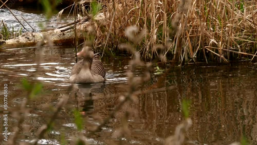animal, animal family, anser, avian, baby, background, beautiful, beauty, bird, bird family, birds, birds family, birdwatching, brown, cute, duck, family birds, flock, flying, fowl, gander, geese, goo animal, animal family, anser, avian, baby, background, beautiful, beauty, bird, bird family, birds, birds family, birdwatching, brown, cute, duck, family birds, flock, flying, fowl, gander, geese, goo