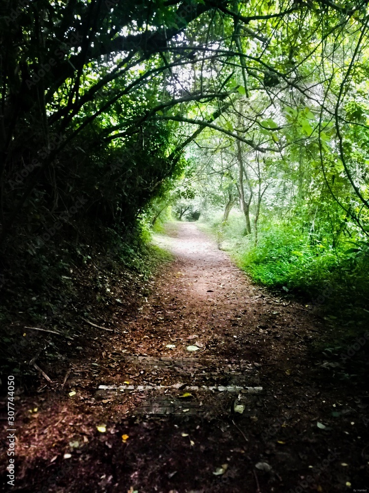 Obraz premium path in the forest