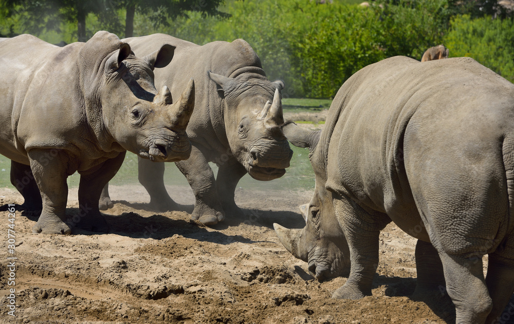 Fototapeta premium Two females kicking up dust while warding off a male Southern White Rhinoceros