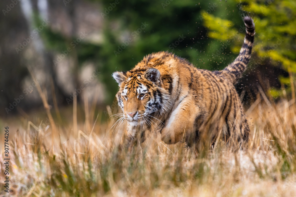 Siberian Tiger running. Beautiful, dynamic and powerful photo of this majestic animal. Set in environment typical for this amazing animal. Birches and meadows Siberian Tiger running. Beautiful, dynamic and powerful photo of this majestic animal. Set in environment typical for this amazing animal. Birches and meadows