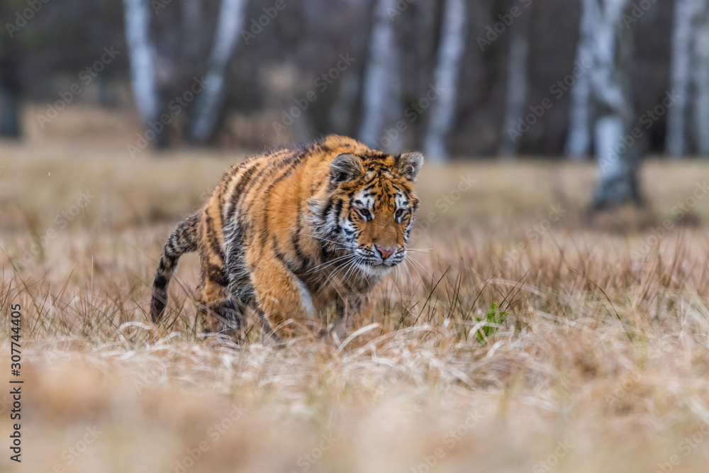 Obraz premium Siberian Tiger running. Beautiful, dynamic and powerful photo of this majestic animal. Set in environment typical for this amazing animal. Birches and meadows