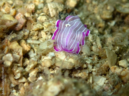 Pink and white striped flatworm - Prostheceraeus roseus from the Mediterranean photo