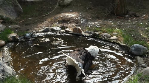 Bald eagle bathes in a puddle waving its wings rear view