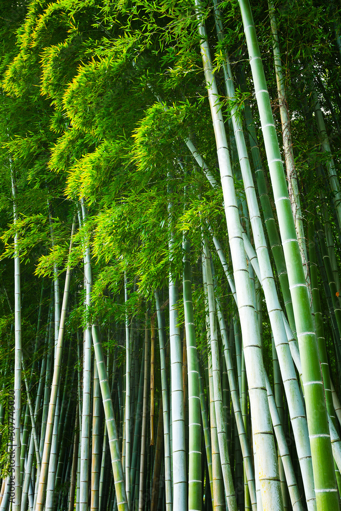 Fototapeta premium Bamboo Plantation in Kyoto, Japan
