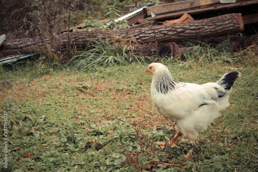 Young Brahma Cockerel Chicken Exploring a Grassy Yard Young Brahma Cockerel Chicken Exploring a Grassy Yard