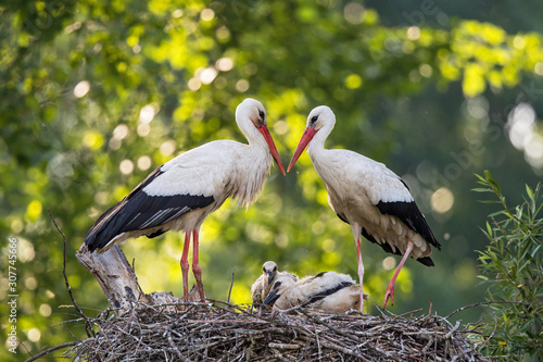 Weißstorch (Ciconia ciconia), Brutpaar zusammen mit zwei Jungvögeln auf Nest 