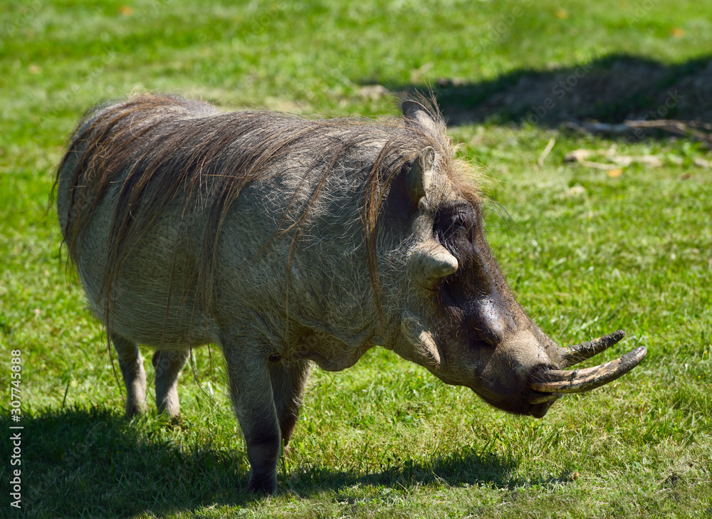 Male Common Warthog with three warts on face Male Common Warthog with three warts on face