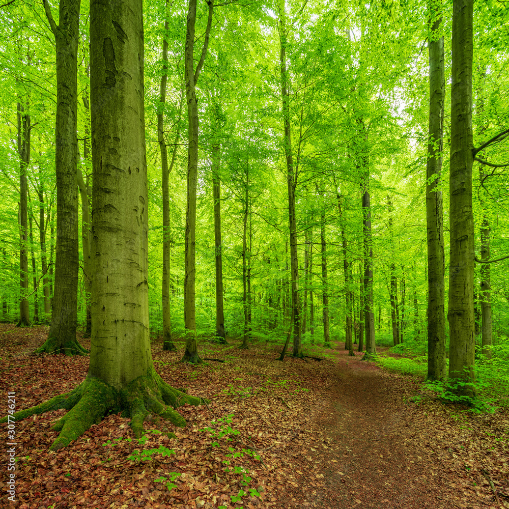 Footpath through Forest of Old beech Trees in Spring, fresh green leaves - obrazy, fototapety, plakaty 